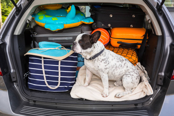 French bulldog sit in the car trunk with luggage ready to go for vacations. - Foto, afbeelding