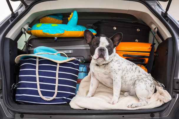 French bulldog sit in the car trunk with luggage ready to go for vacations. - Фото, зображення