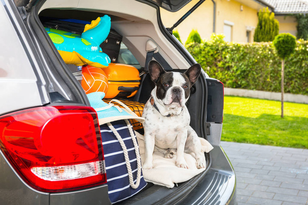Francia Bulldog ül az autóban törzs poggyász készen áll a vakáció. - Fotó, kép