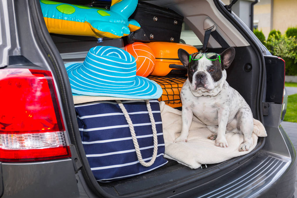 Bulldog francese seduto nel bagagliaio dell'auto con bagagli pronti per andare in vacanza
. - Foto, immagini