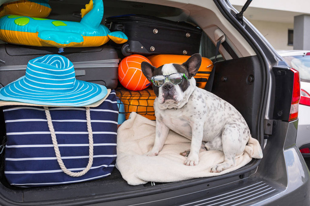 Bulldog francese seduto nel bagagliaio dell'auto con bagagli pronti per andare in vacanza
. - Foto, immagini