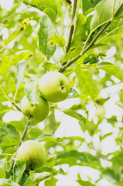 zöld alma egy fán - Fotó, kép