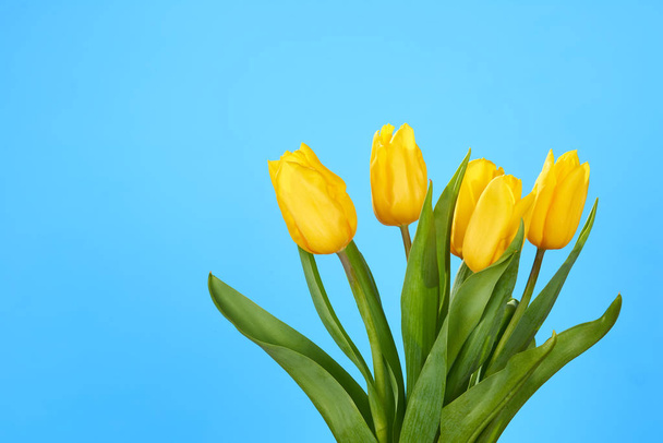 bouquet of tulips on a blue  - Foto, imagen