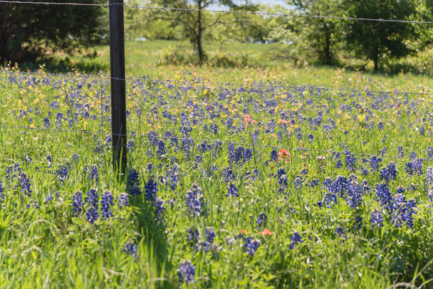 Campos Bluebonnet ao longo da cerca de aço rústico com fio no interior do Texas, América
 - Foto, Imagem