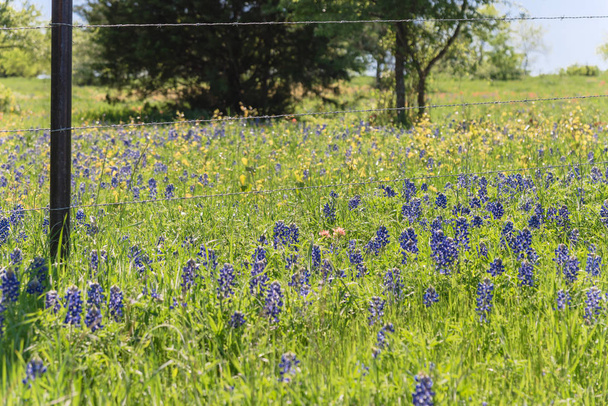 Bluebonnet-kentät pitkin maalaismainen teräs langallinen aita maaseudulla Texas, Amerikka
 - Valokuva, kuva