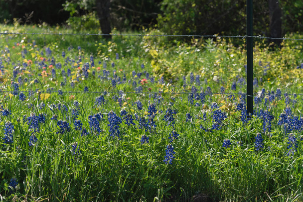 Bluebonnet fields along rustic steel wired fence in countryside of Texas, America - Photo, Image