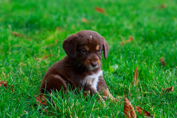 Little puppy on the grass - Fotó, kép