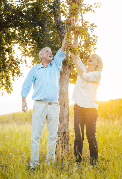 Γηραιότερος ζευγάρι γυναικών και ανθρώπου που τρώει μήλα φρέσκα από το δέντρο - Φωτογραφία, εικόνα