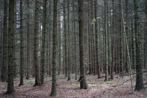Spruce forest - Foto, Bild