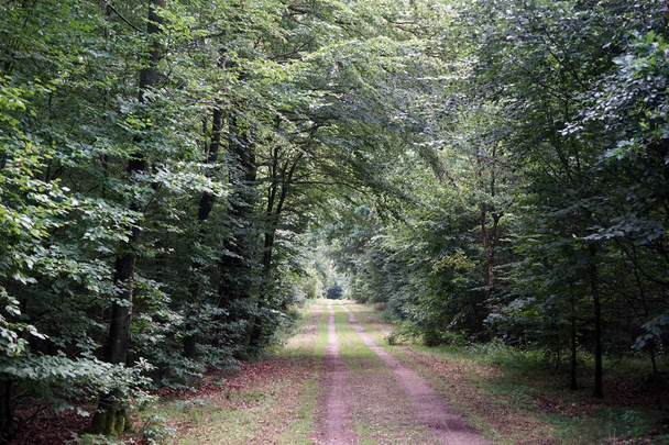 Track in forest - Foto, imagen