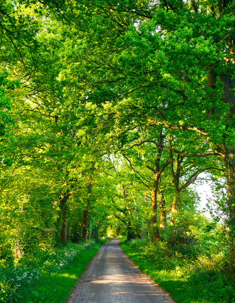 Green oak road - Φωτογραφία, εικόνα