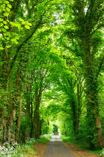 Forest road - Photo, Image