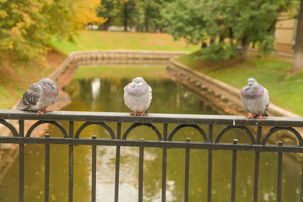 Eingefrorene Tauben sitzen im Herbst auf dem Zaun der Brücke im Stadtpark - Foto, Bild
