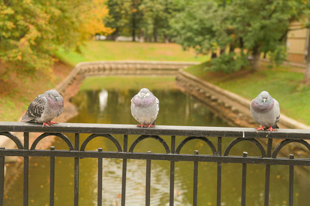 Замороженные голуби осенью сидят на заборе моста в городском парке
 - Фото, изображение