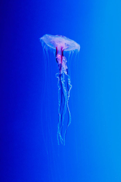 macro of a beautiful jellyfish chrysaora lactea - Φωτογραφία, εικόνα