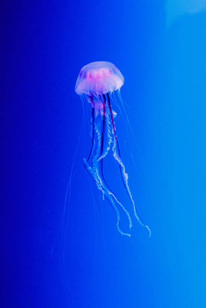macro of a beautiful jellyfish chrysaora lactea - Photo, Image
