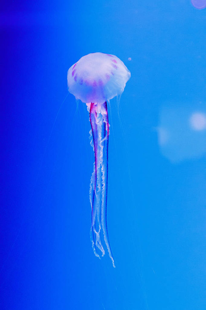 macro di una bella medusa chrysaora lactea
 - Foto, immagini