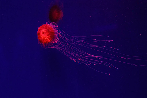 macro of a beautiful jellyfish chrysaora pacifica - Fotoğraf, Görsel