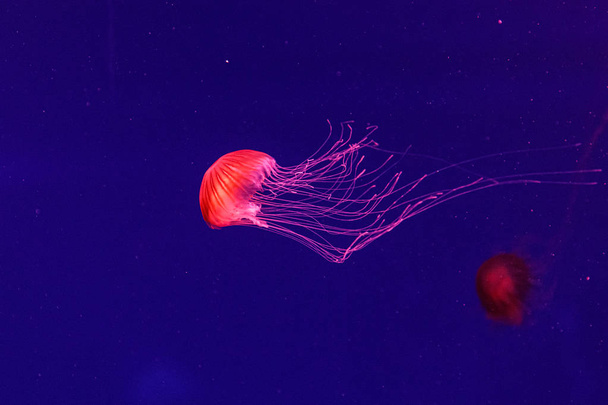 macro of a beautiful jellyfish chrysaora pacifica - Zdjęcie, obraz