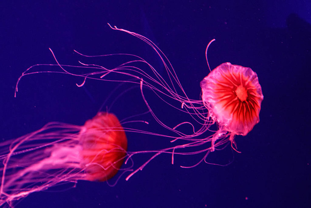 macro of a beautiful jellyfish chrysaora pacifica - Photo, Image