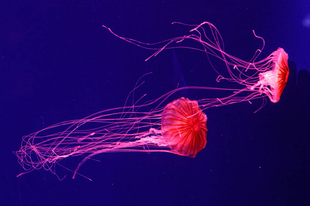 macro of a beautiful jellyfish chrysaora pacifica - Foto, Imagen