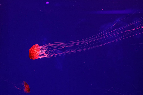 macro d'une belle méduse chrysaora pacifica
 - Photo, image