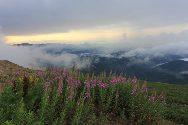 Mgła przybywa na płaskowyżu Gito. Krajobraz Zdjęcia mgły i bydła, Rize, północno-wschodnia Turcja - Zdjęcie, obraz