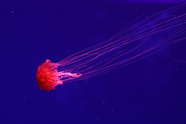 makro pięknej Jellyfish chrysaora Pacifica - Zdjęcie, obraz