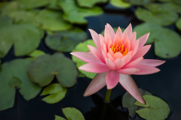 beatiful Lotus flowers on lake , water lily blooming in pond - Φωτογραφία, εικόνα