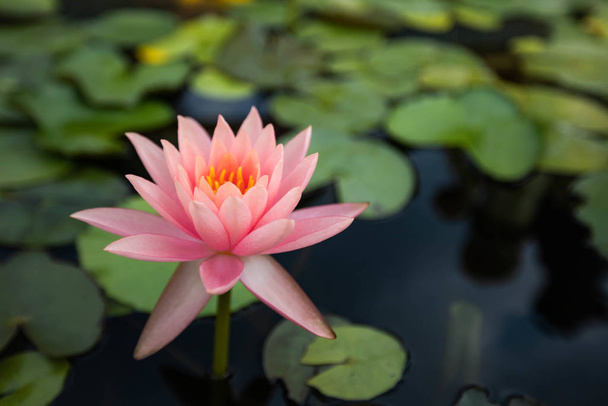 beatiful Lotus flowers on lake , water lily blooming in pond - Фото, изображение