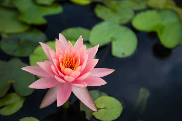 hermosas flores de loto en el lago, nenúfar floreciendo en el estanque
 - Foto, Imagen