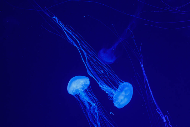 macro of a beautiful jellyfish chrysaora quinquecirrha  - Photo, Image