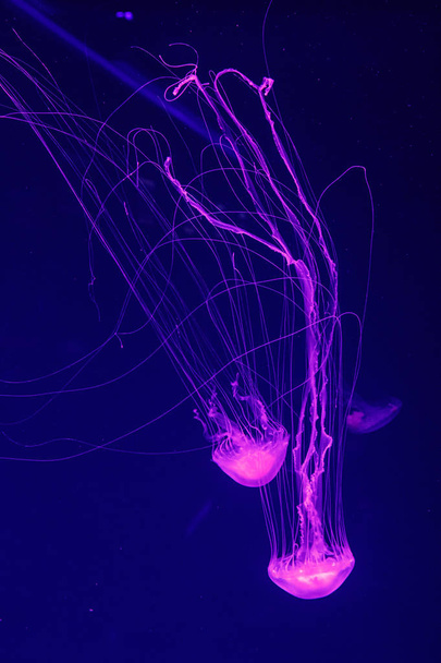 macro de uma bela água-viva chrysaora quinquecirrha
  - Foto, Imagem