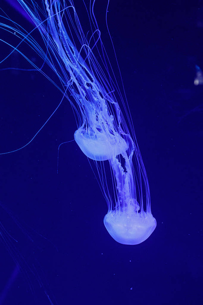 macro de una hermosa medusa chrysaora quinquecirrha
  - Foto, imagen