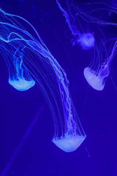 macro of a beautiful jellyfish chrysaora quinquecirrha  - Fotoğraf, Görsel