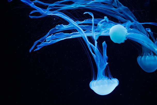 макрос красивих медуз chrysaora chinensis
 - Фото, зображення