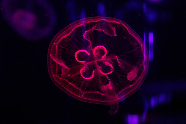 macro of a beautiful jellyfish aurelia aurita - Valokuva, kuva