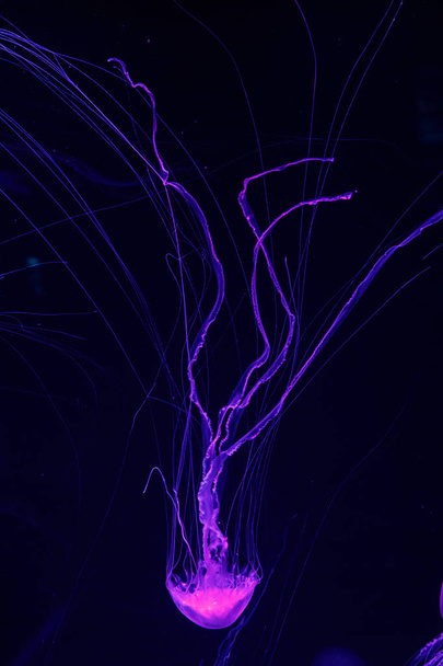 macro of a beautiful jellyfish chrysaora quinquecirrha  - Fotografie, Obrázek