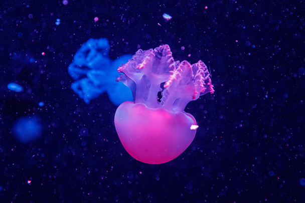макрос красивої медузної мозаїки
 - Фото, зображення
