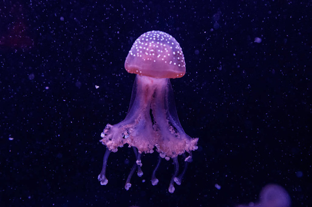 macro de una hermosa medusa phyllorhiza punctata
 - Foto, Imagen