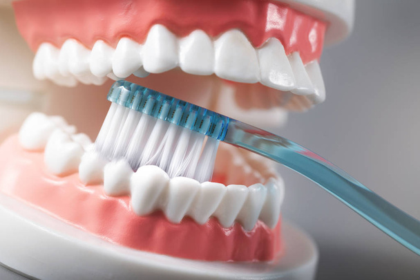 Dentalhygiene - Demonstration des Zähneputzens am Zahnmodell - Foto, Bild