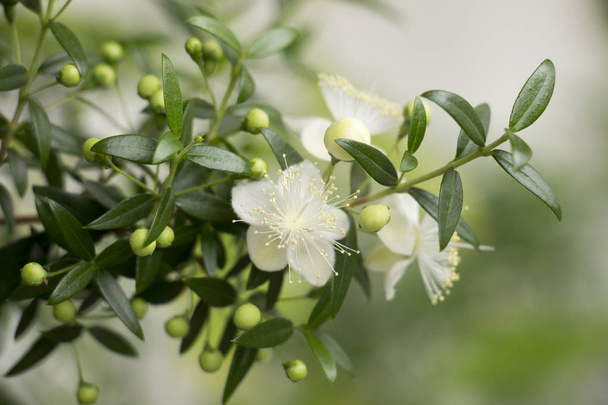 Невеликі красиві білі квіти миртових рослин на гілках з дрібним зеленим листям з розмитим світлим тлом. Вирощування кімнатних рослин. Крупним планом
 - Фото, зображення
