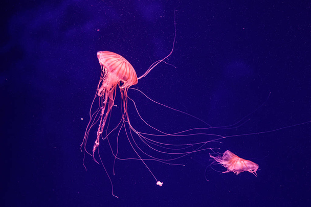 makró egy gyönyörű medúza chrysaora quinquecirrha  - Fotó, kép