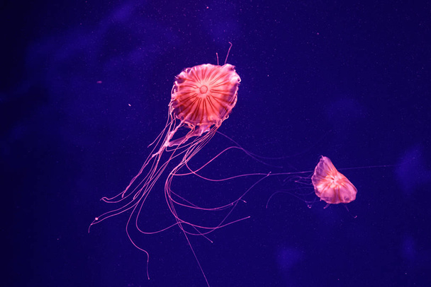 makro pięknej Jellyfish chrysaora quinquecirrha  - Zdjęcie, obraz