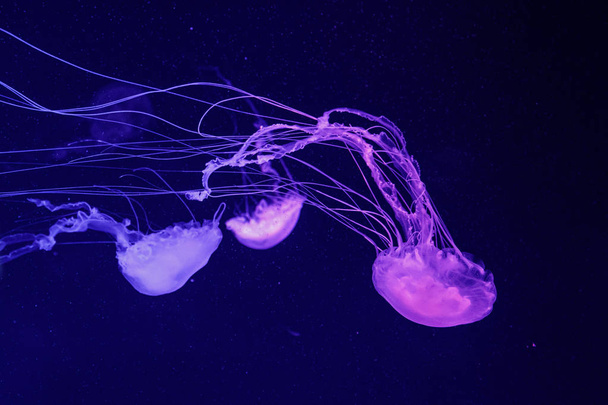 macro of a beautiful jellyfish chrysaora quinquecirrha  - Foto, Bild