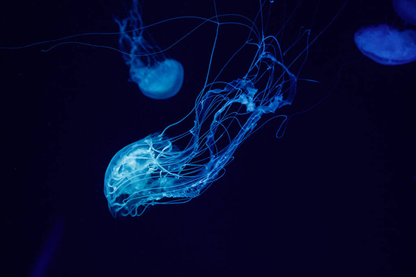 macro d'une belle méduse chrysaora quinquecirrha
  - Photo, image