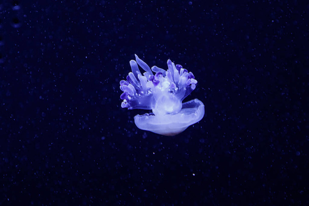 macro of a beautiful jellyfish rhizostoma luteum  - Photo, image