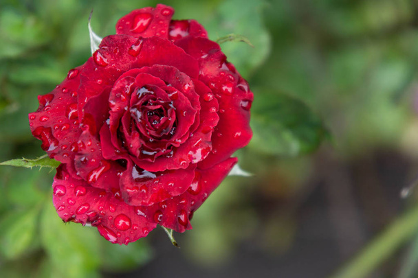 Czerwone róże w ogrodami natura róże - Zdjęcie, obraz