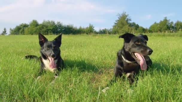 Pomalý pohyb, portrét: dva roztomilí psi vrhají ocasem, zatímco odpočívali na slunném venkově. Hraniční koštěnky leží ve studené trávě a po hraní venku v letním žáru vychladne - Záběry, video