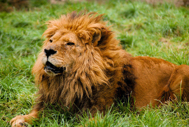 Un león macho descansando
 - Foto, imagen